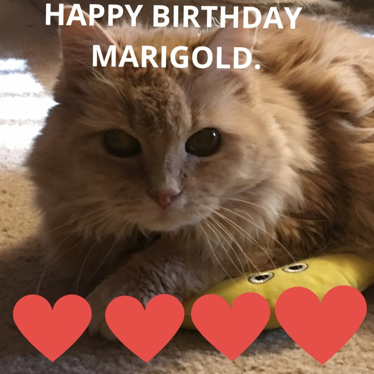 happy birthday marigold