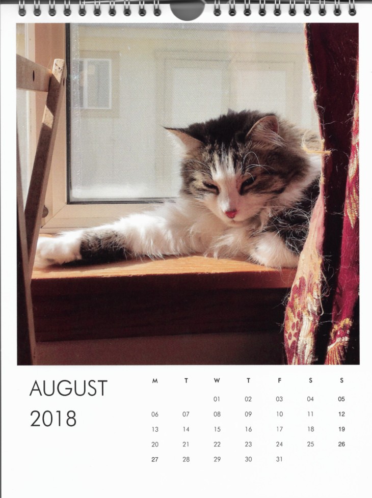 Zeke August Calendar Cat