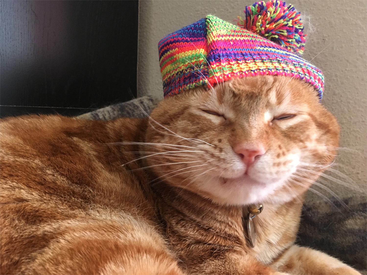 Scooby hat cat