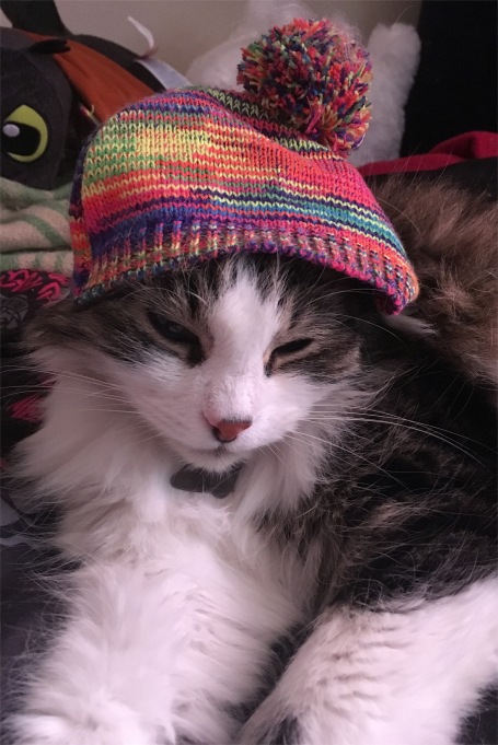 Zeke cat in hat