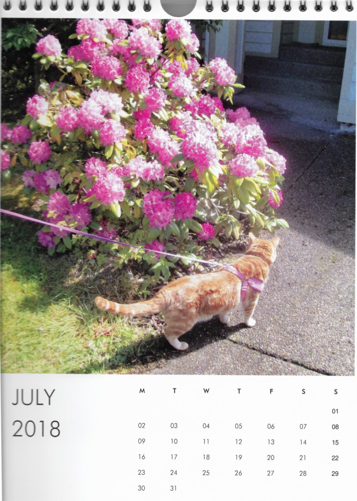 Calendar cat