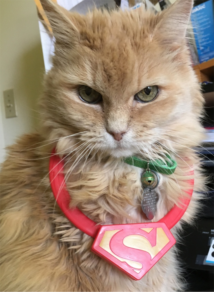 super Marigold cat