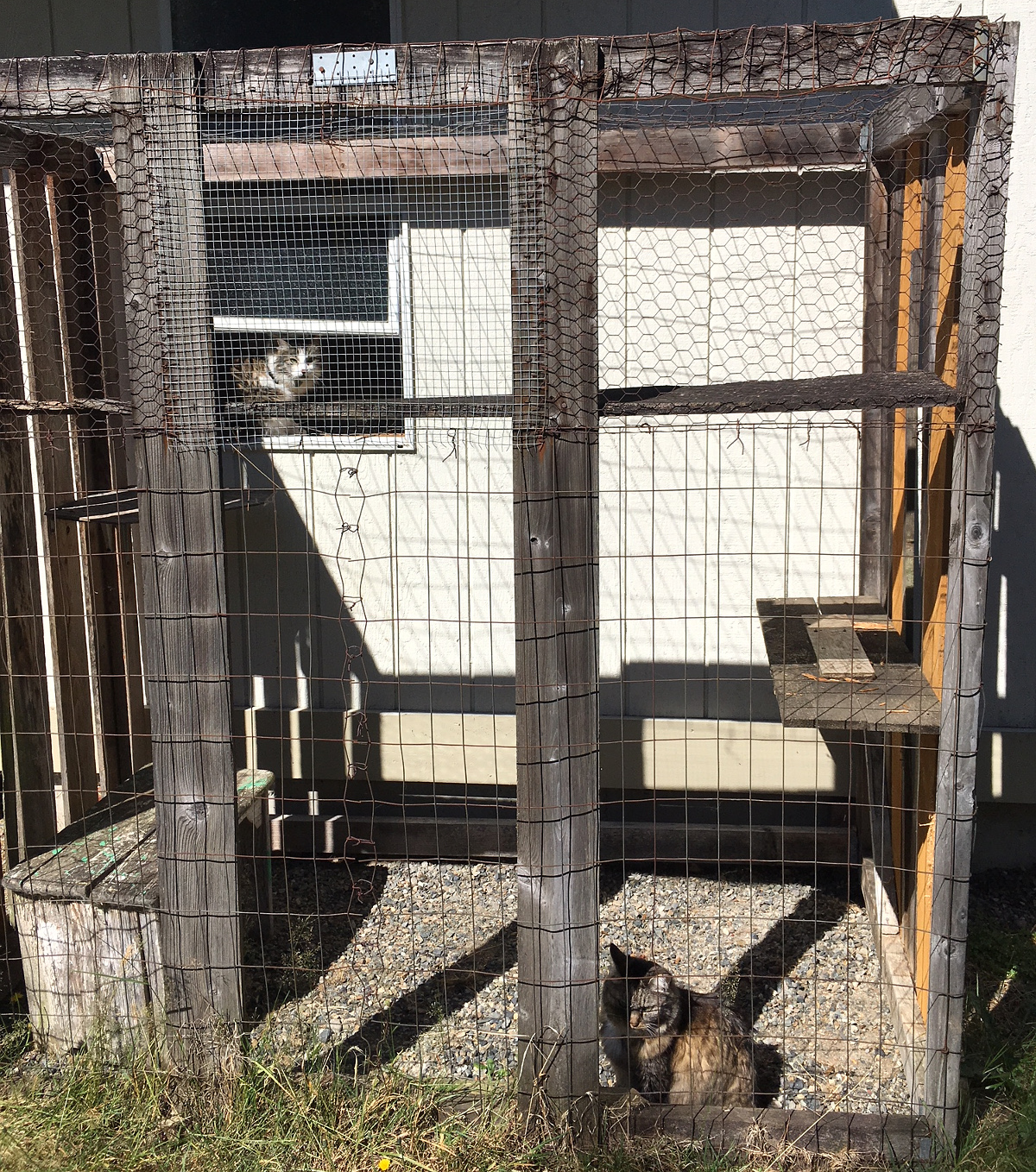 Zeke Opie cats catio