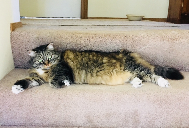 Opie cat on stairs