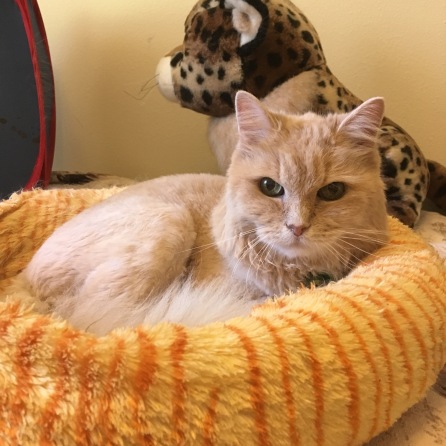 Marigold cat bed