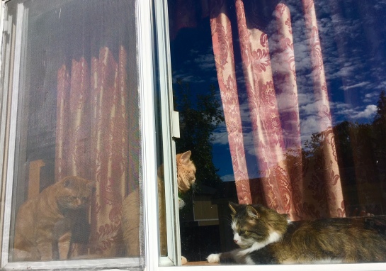 3 cats in window