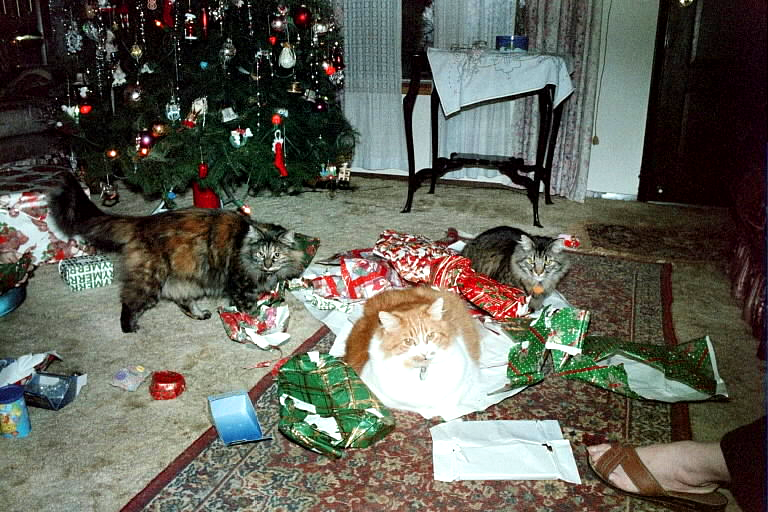 3 cats christmas