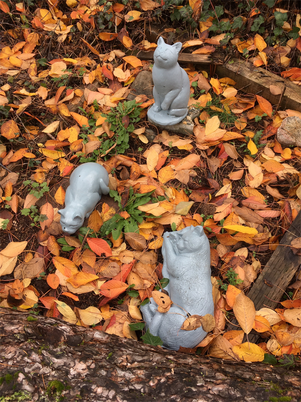 cat cemetery