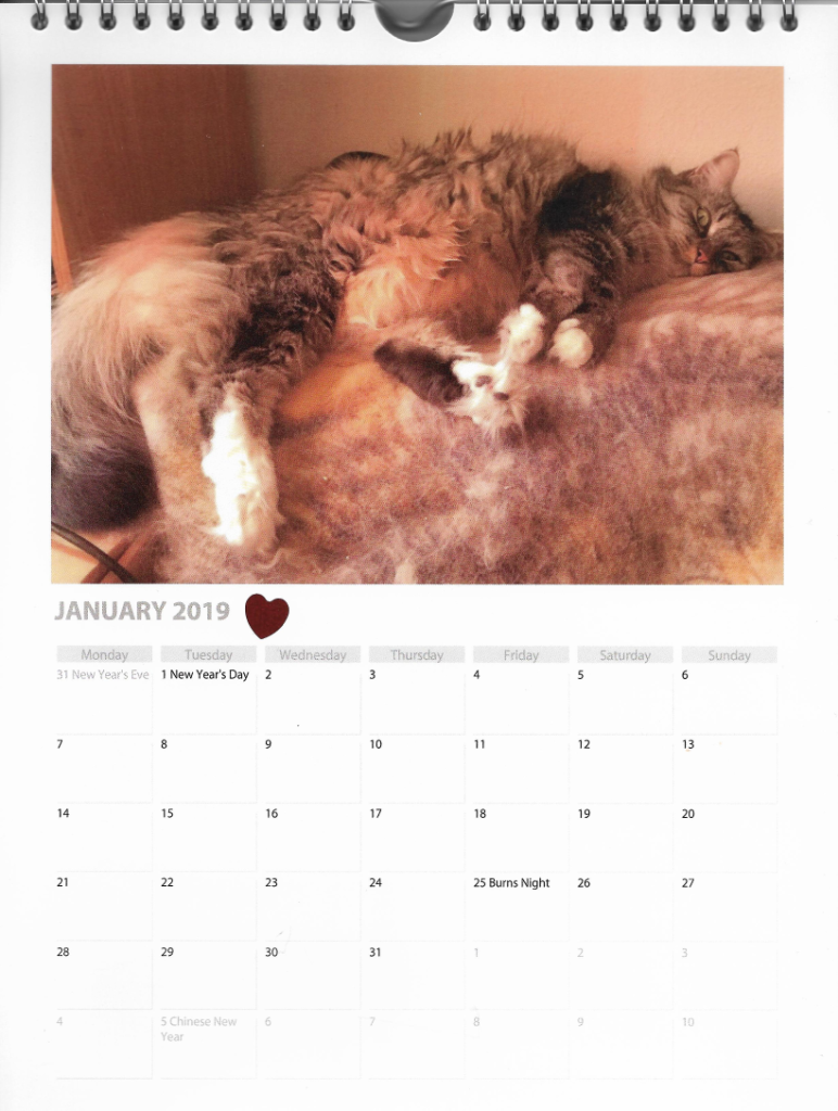 January Calendar Cat Opie