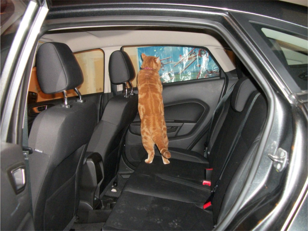 Scooby in car backseat