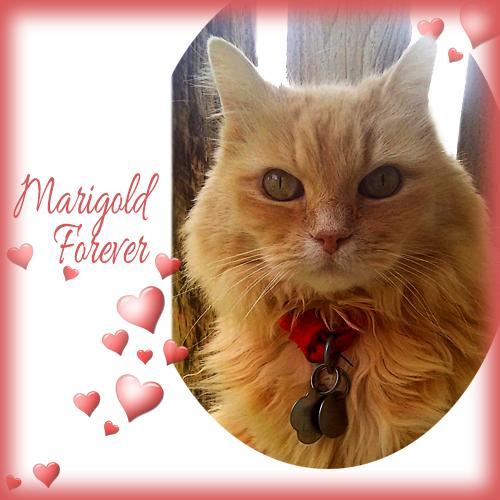 Marigold Forever card
