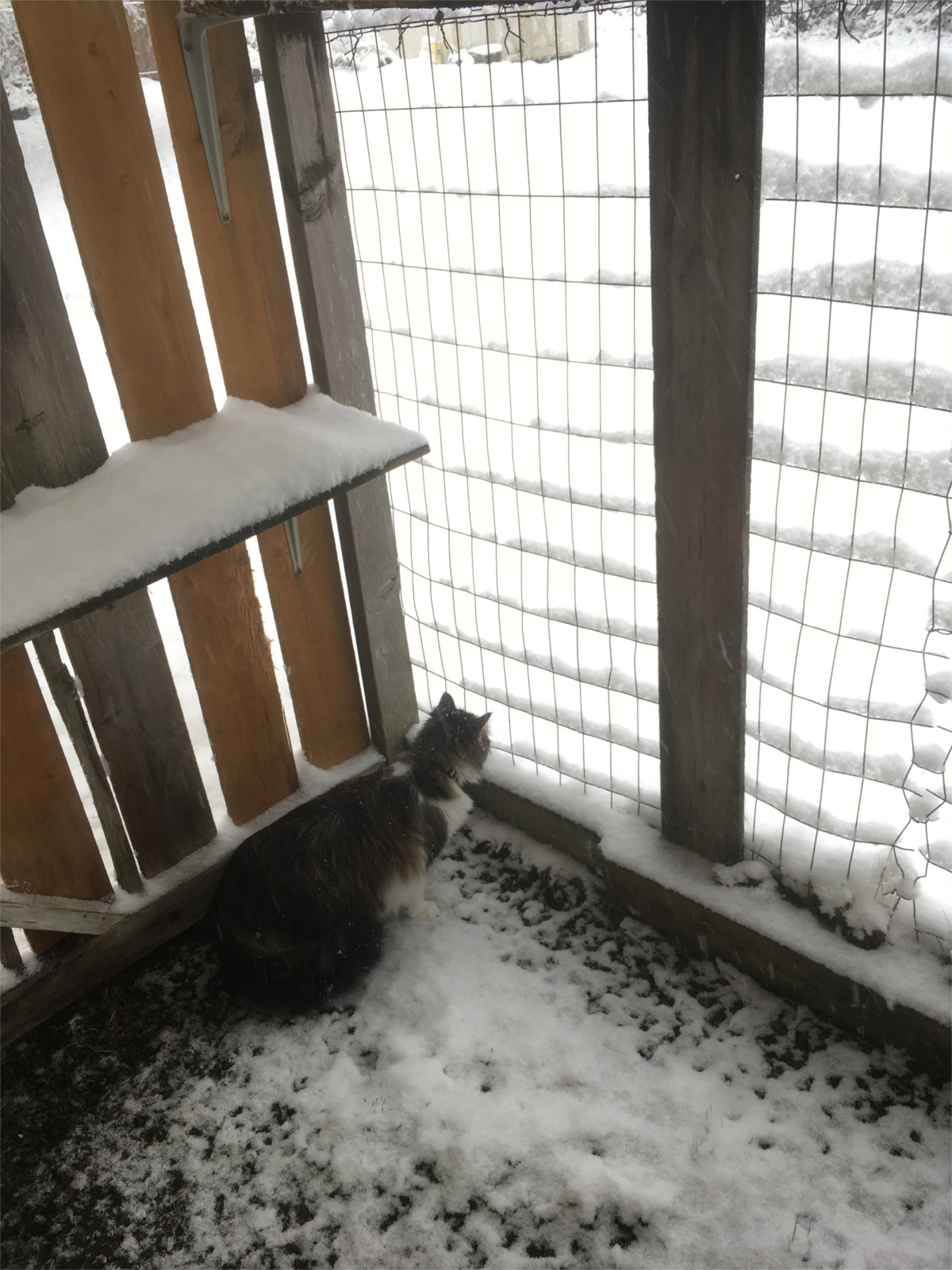 zeke snow catio