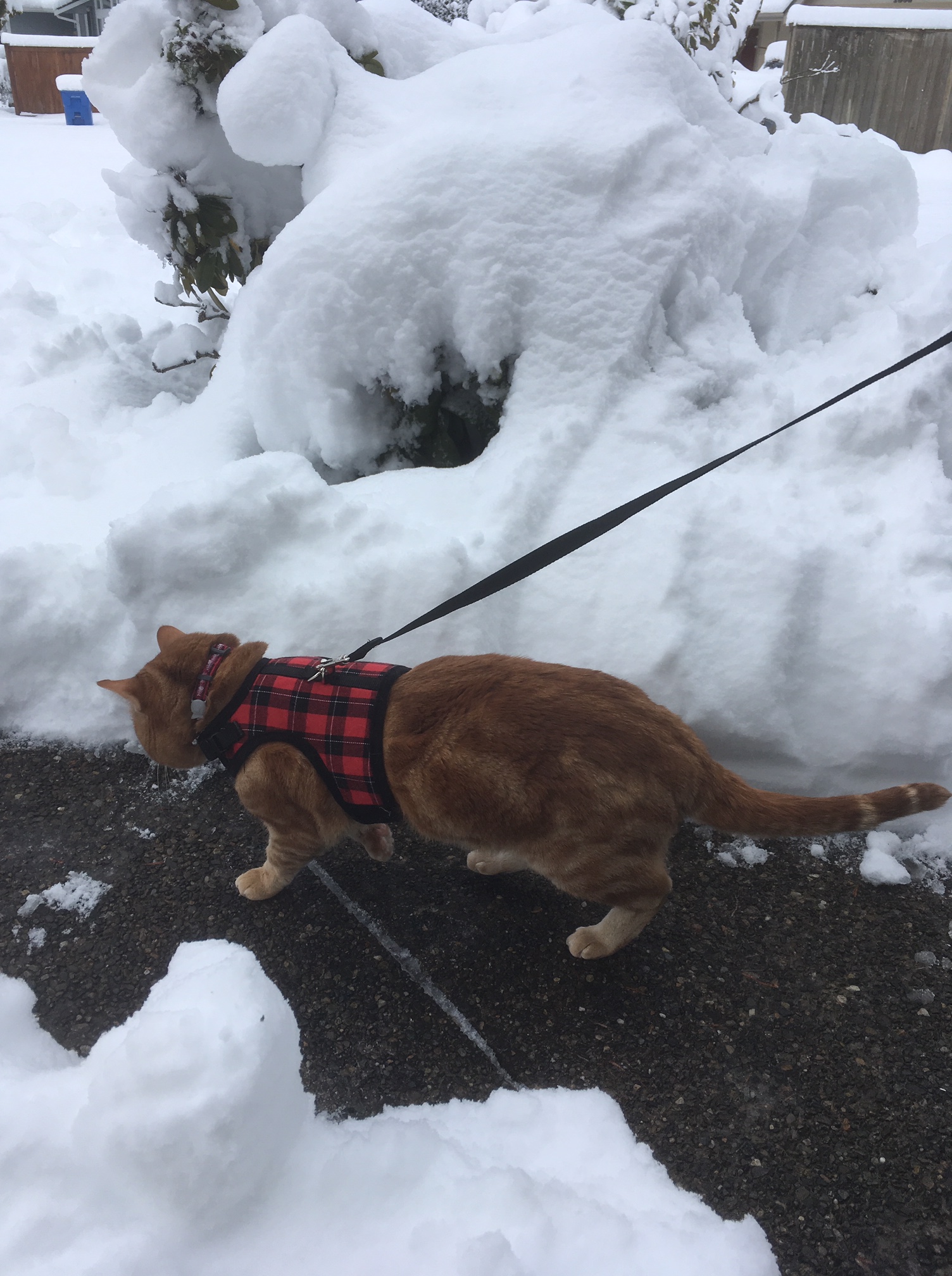Scooby harness snow
