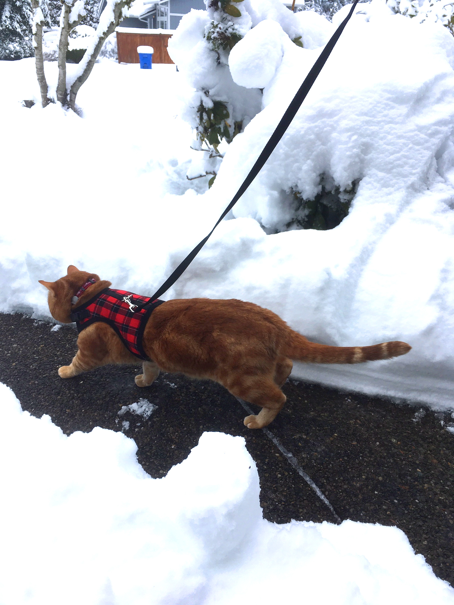 Scooby walking down path in snow