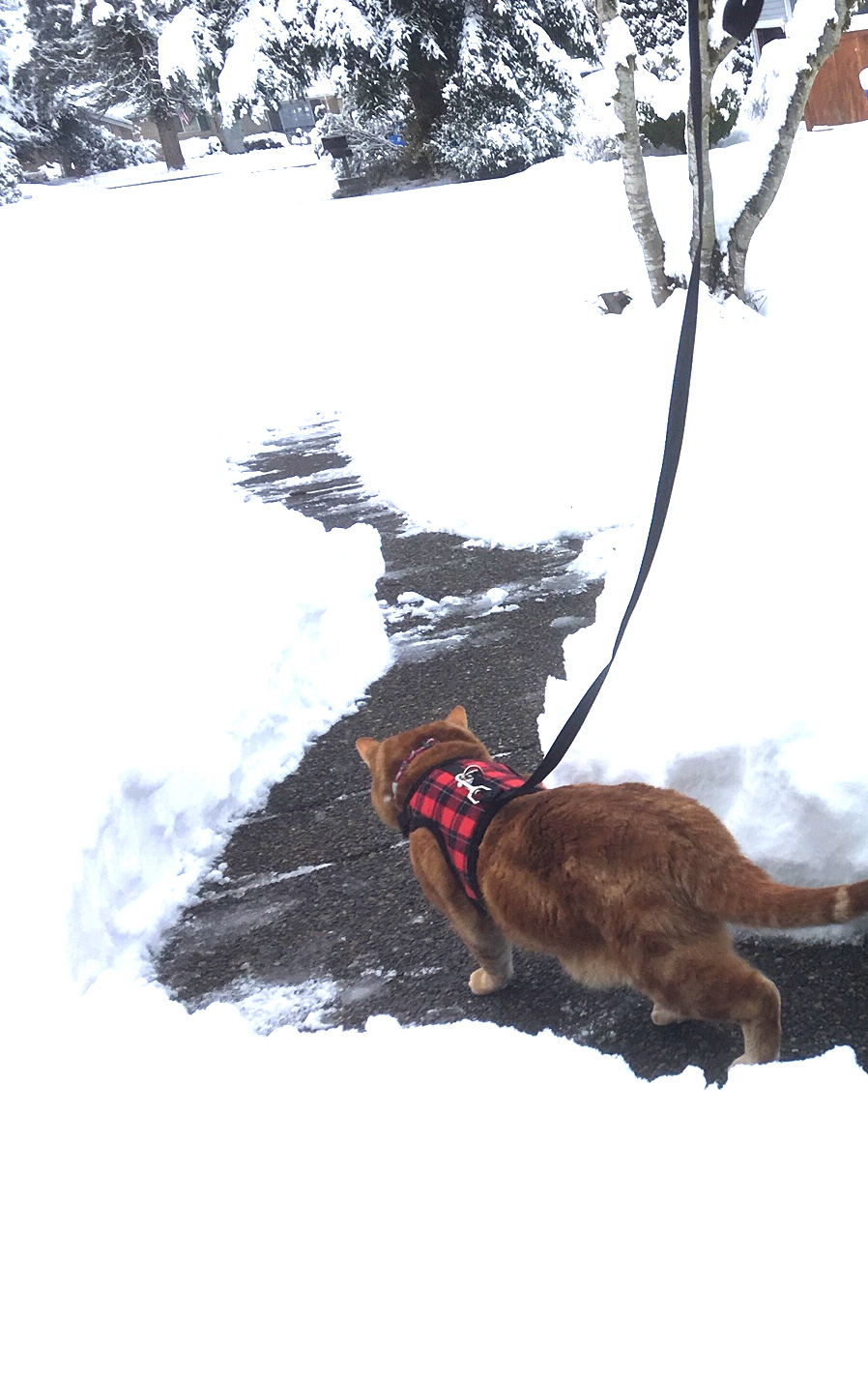 Scooby on path thru snow