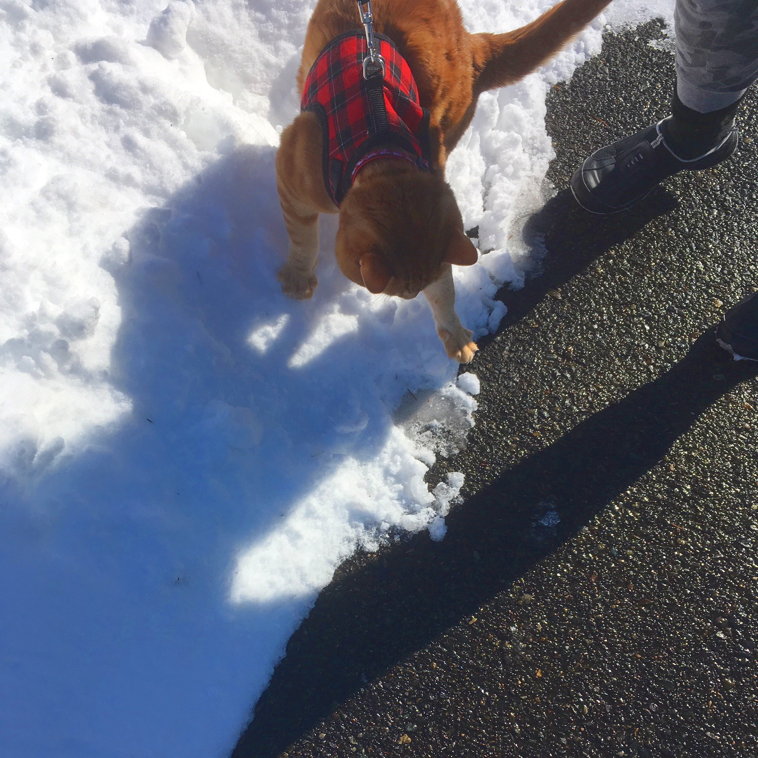 Scooby on snow