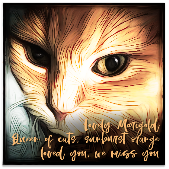 Marigold haiku