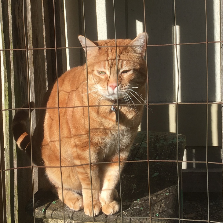 Scooby in catio
