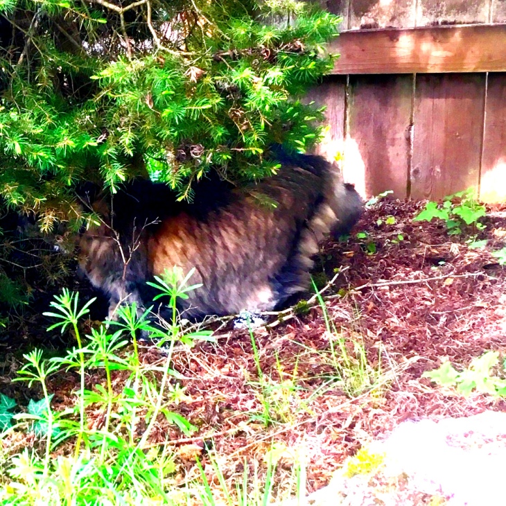 Opie under a bush
