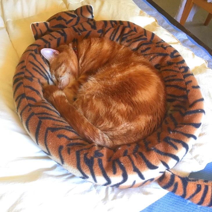Scooby cat in catbed