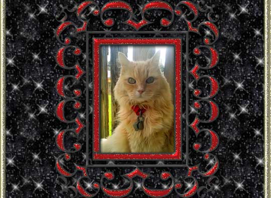 marigold card