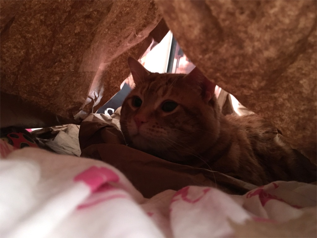 Scooby in paper tent
