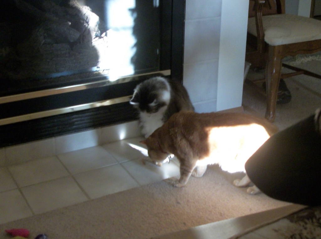 Zeke playing with mouse toy