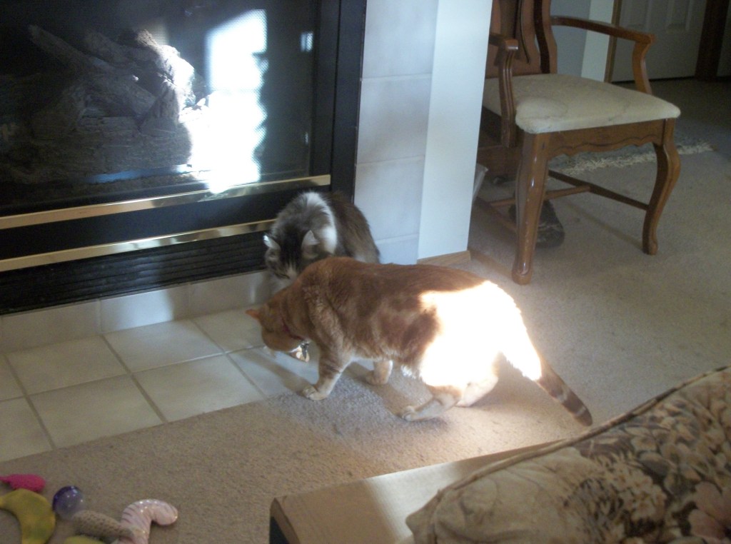 Zeke and Scooby and catnip mouse