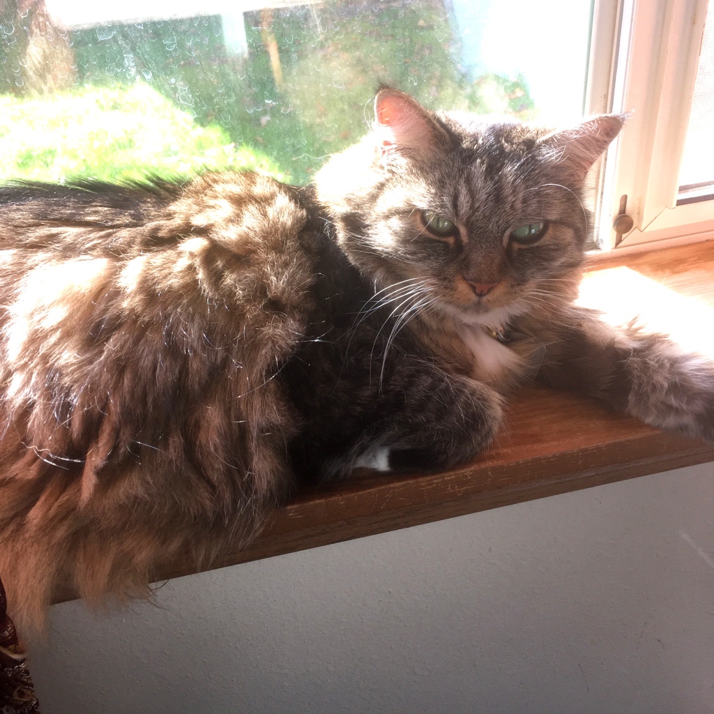Opie cat in window