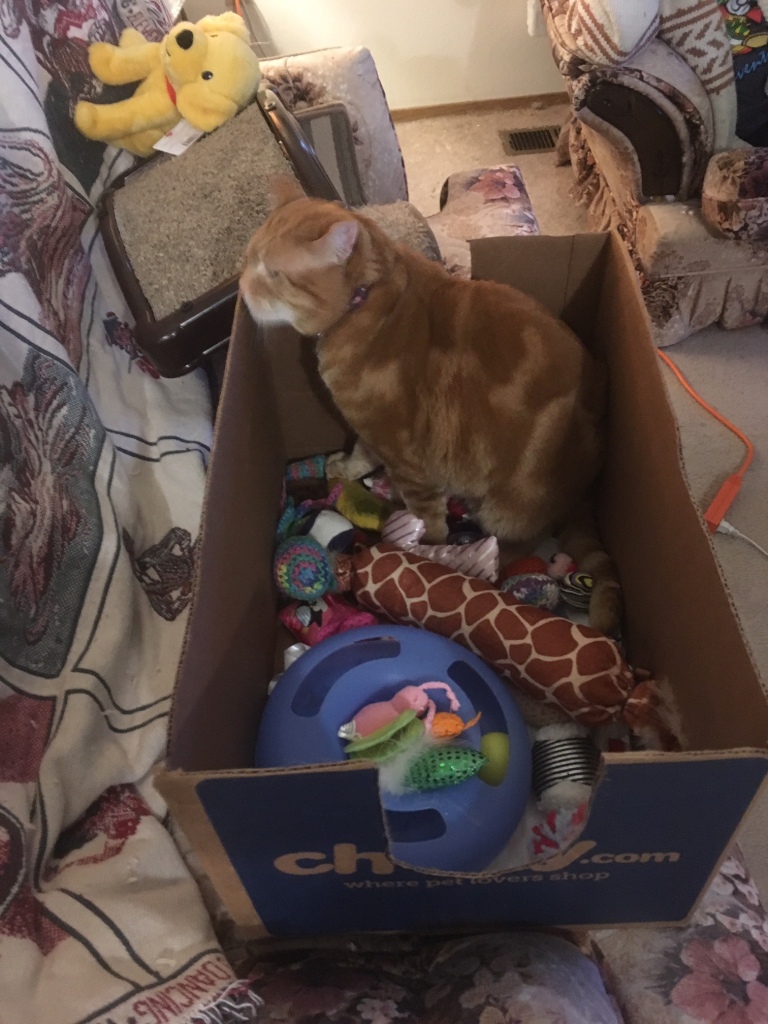 Scooby in box with toys 2