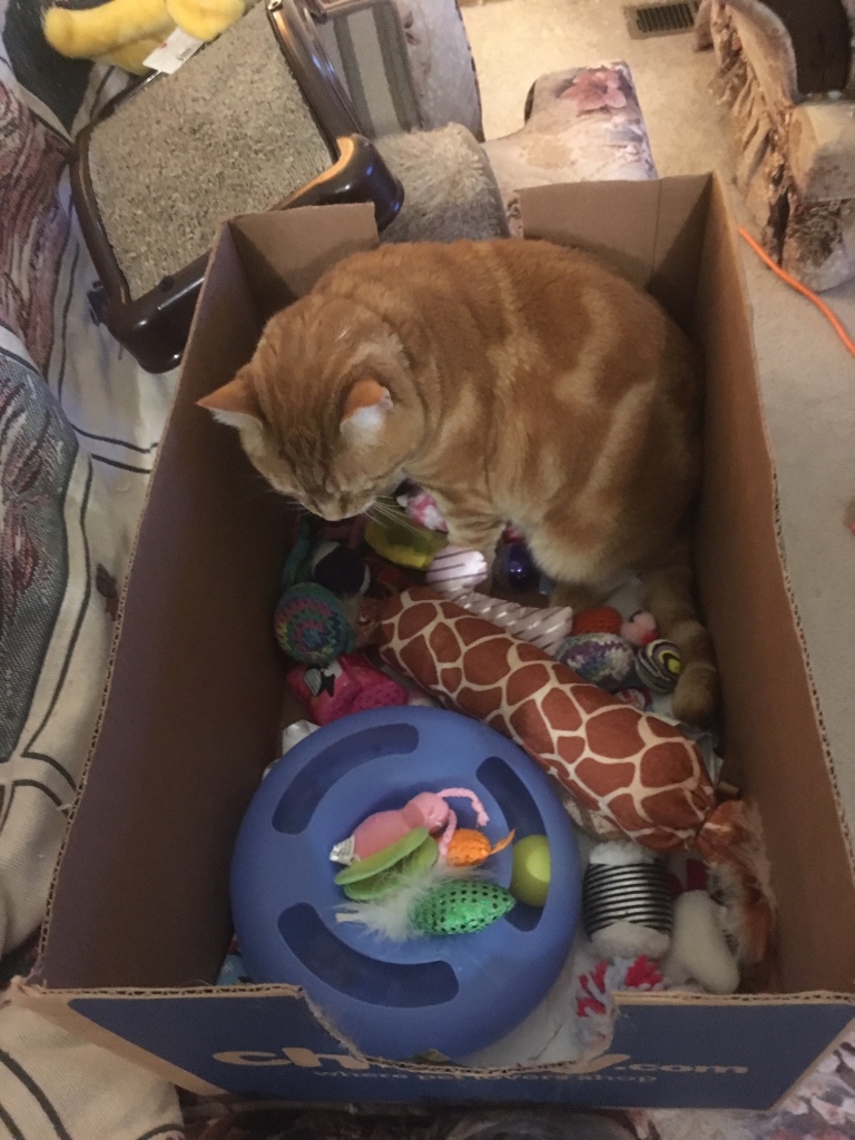 Scooby in box with toys
