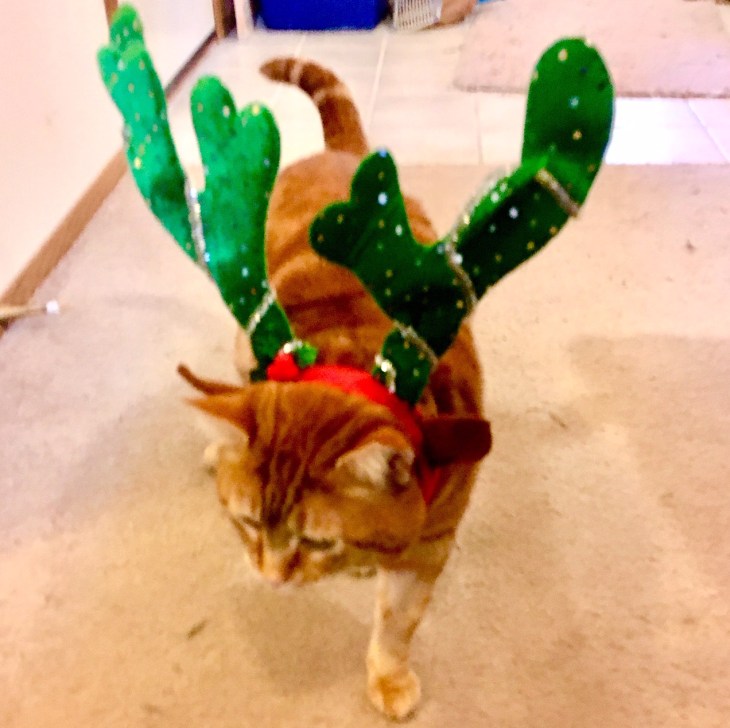 Scooby the rreindeer