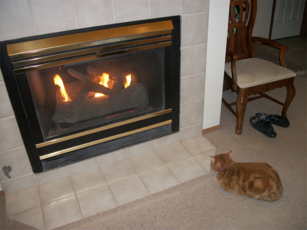 Scooby by fireplace