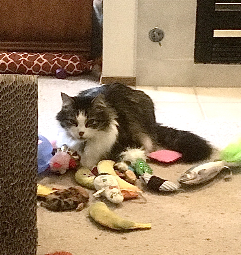 Zeke and toys