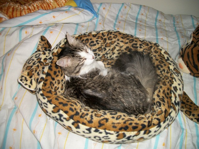 Zeke in cat bed