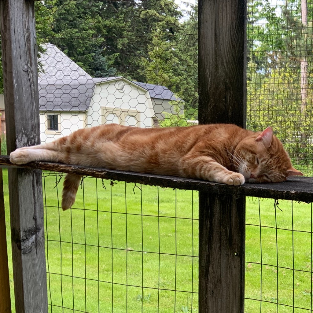 scooby napping in the catio