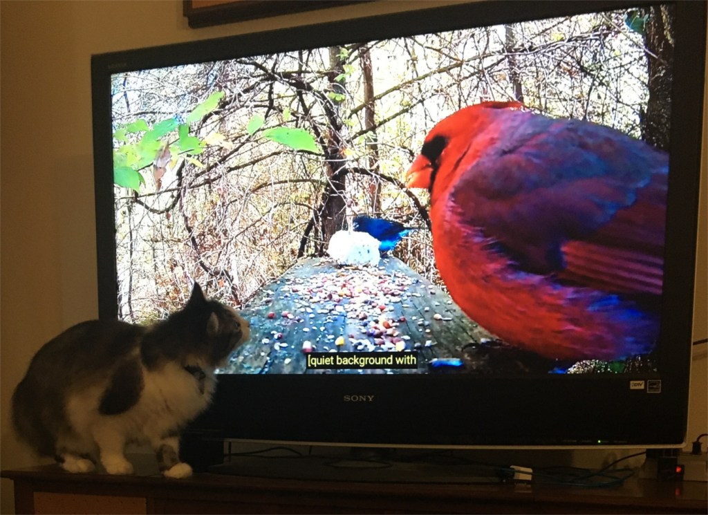Zeke and red bird on tv