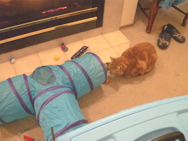 cat looking into tunnel