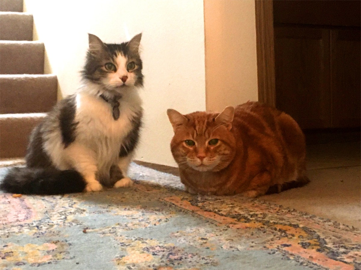 2 cats Scooby and Zeke