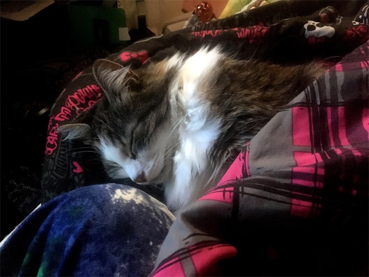 Zeke the cat sleeping