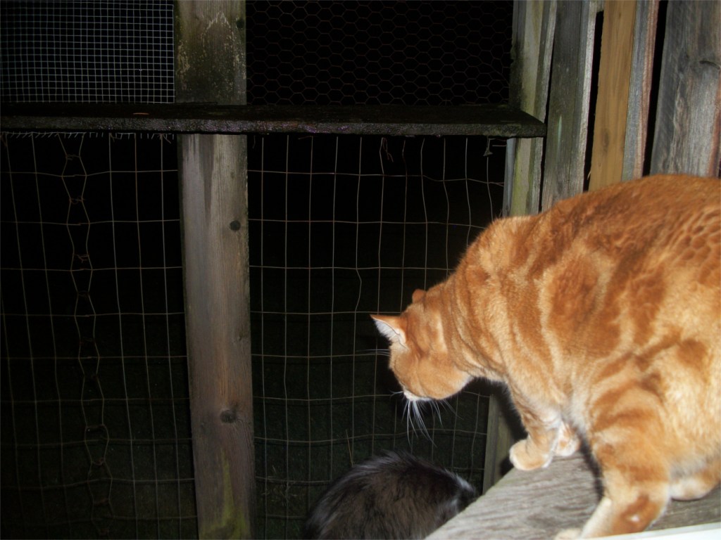 Scooby catio at night