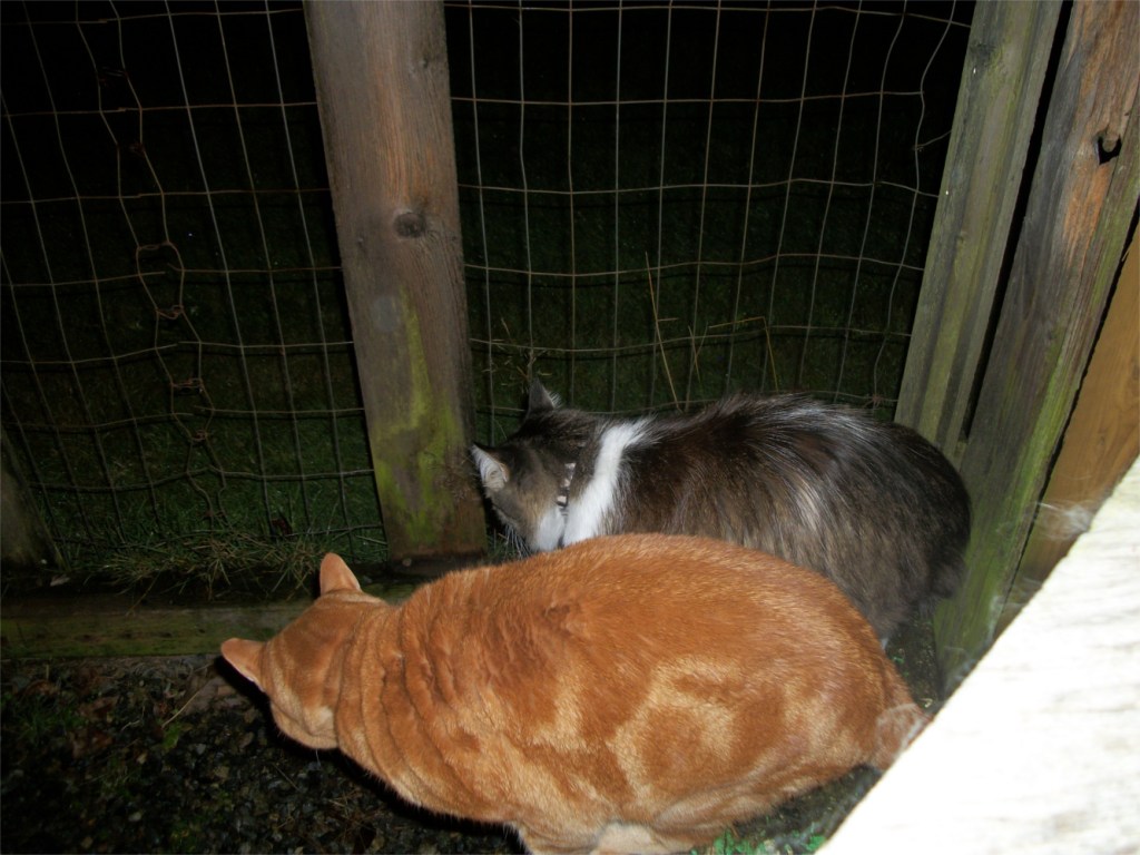 Scooby and Zeke cats in catio