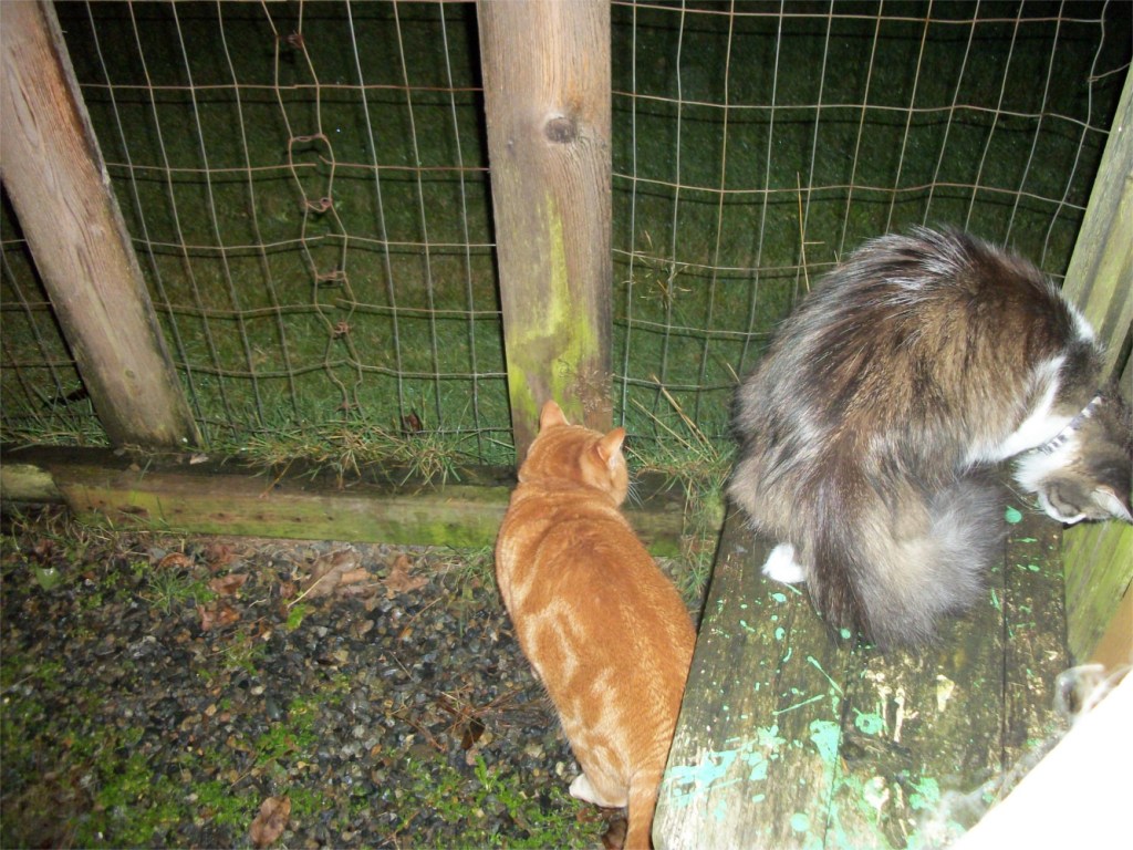 Scooby and Zeke in catio