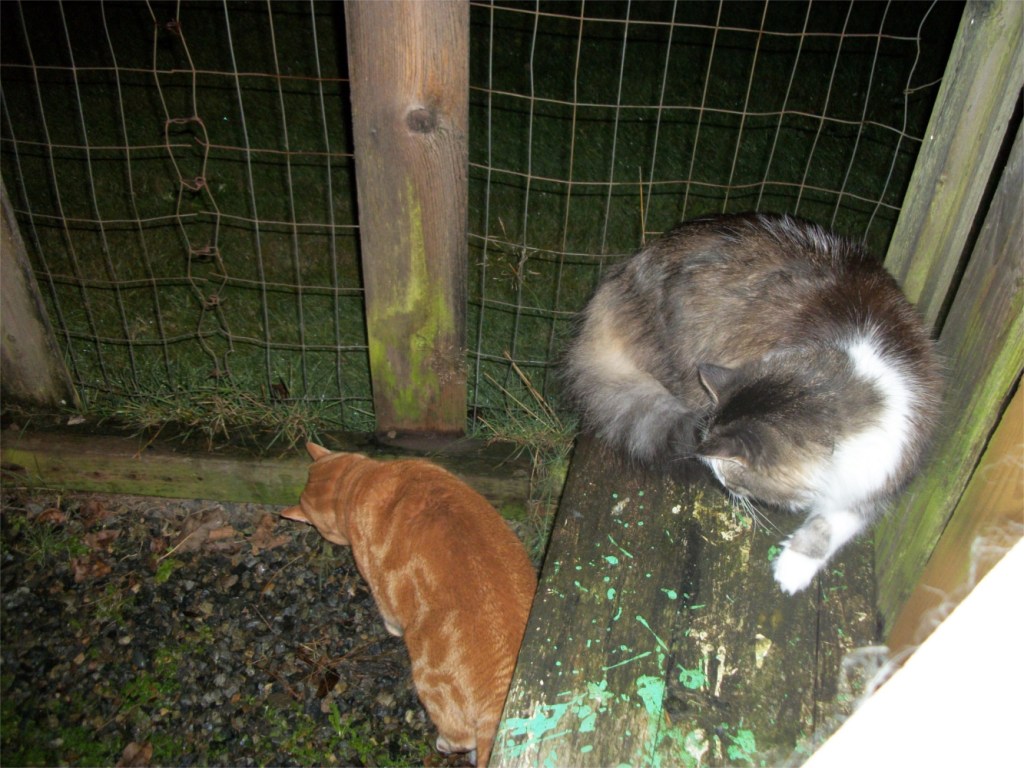 Scooby Zeke in catio
