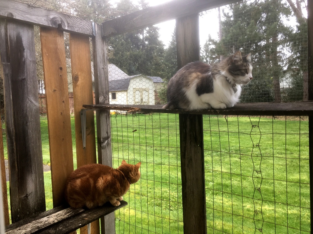 Scooby and Zeke in catio