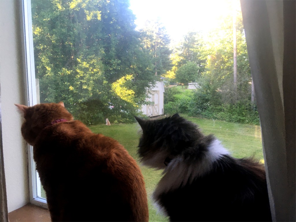 cats in window watching cat