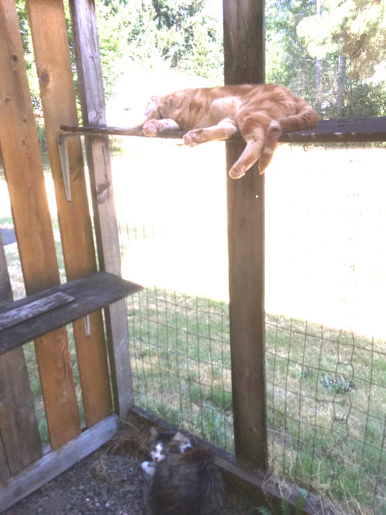 Scooby Zeke in catio