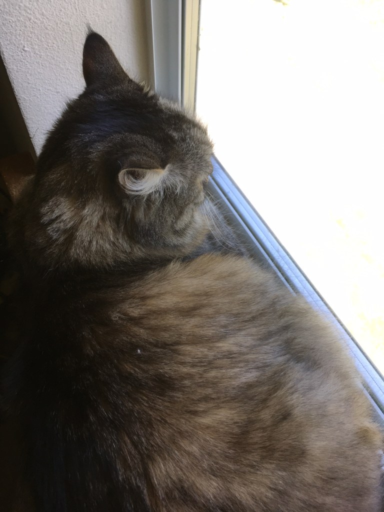Opie in window