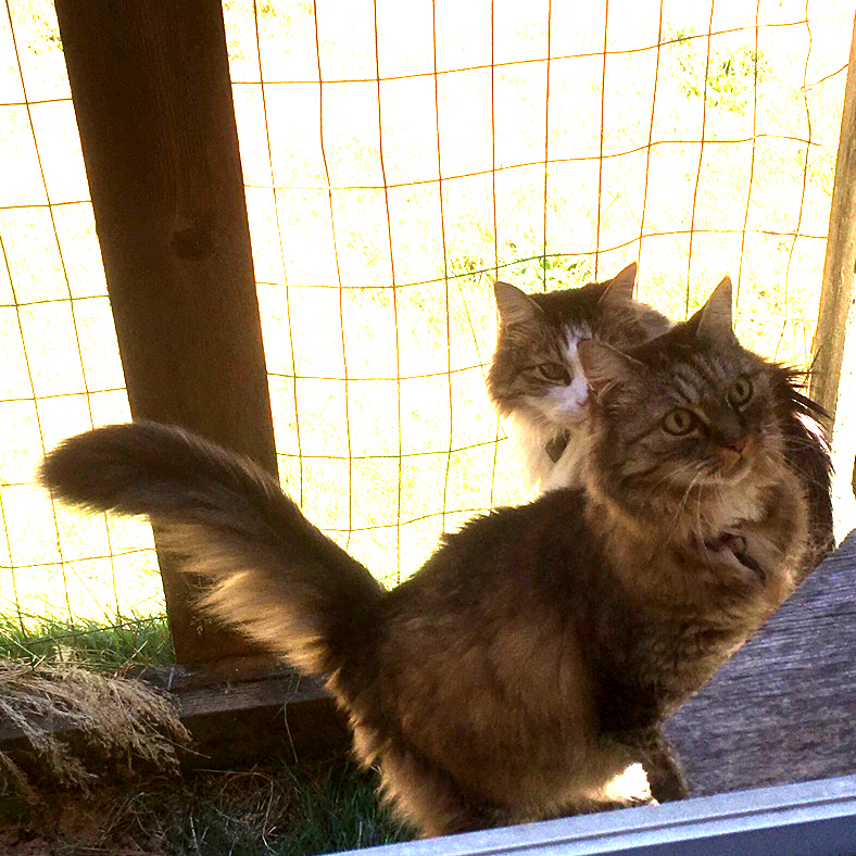 Opie and Zeke incatio