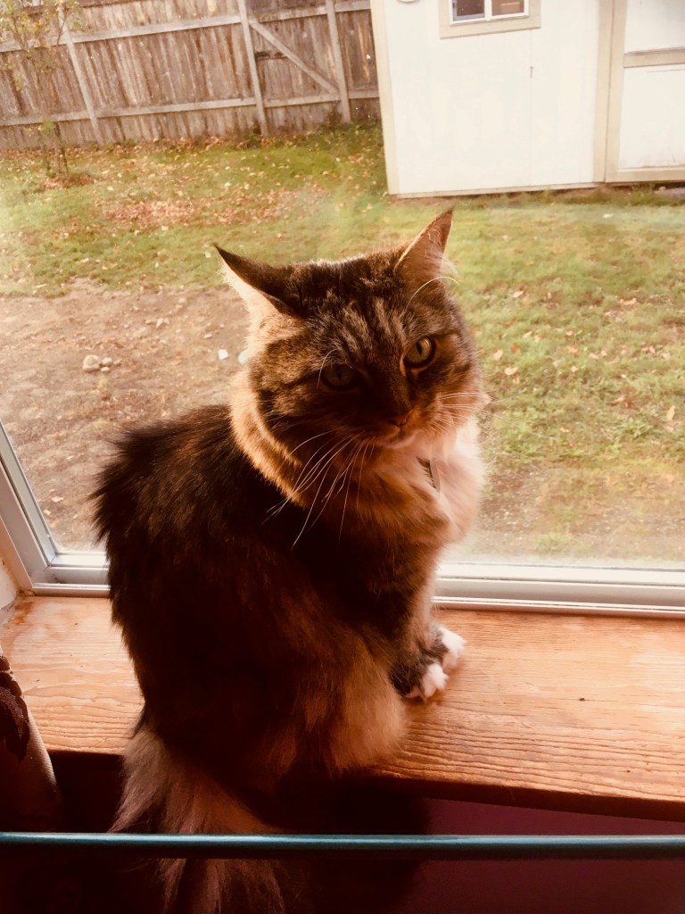 Opie in windowc
